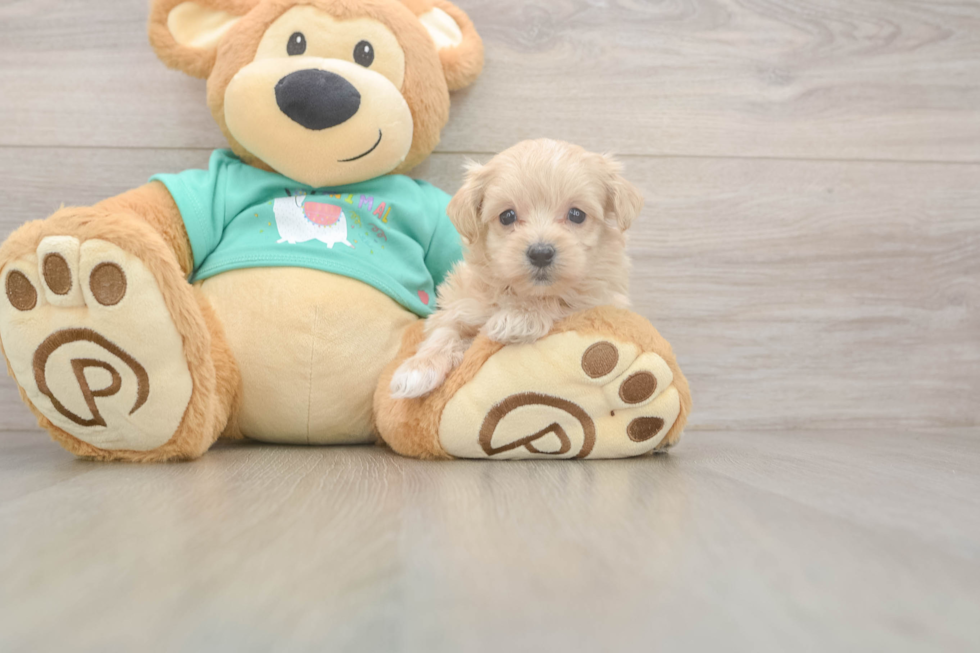 Energetic Maltese Poodle Poodle Mix Puppy