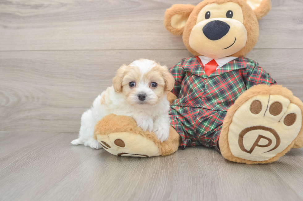 5 week old Maltipoo Puppy For Sale - Simply Southern Pups