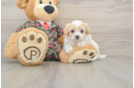 Maltipoo Puppy for Adoption
