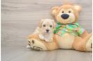 Little Moodle Poodle Mix Puppy