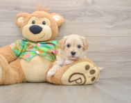 8 week old Maltipoo Puppy For Sale - Simply Southern Pups