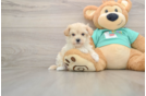 Popular Maltipoo Poodle Mix Pup