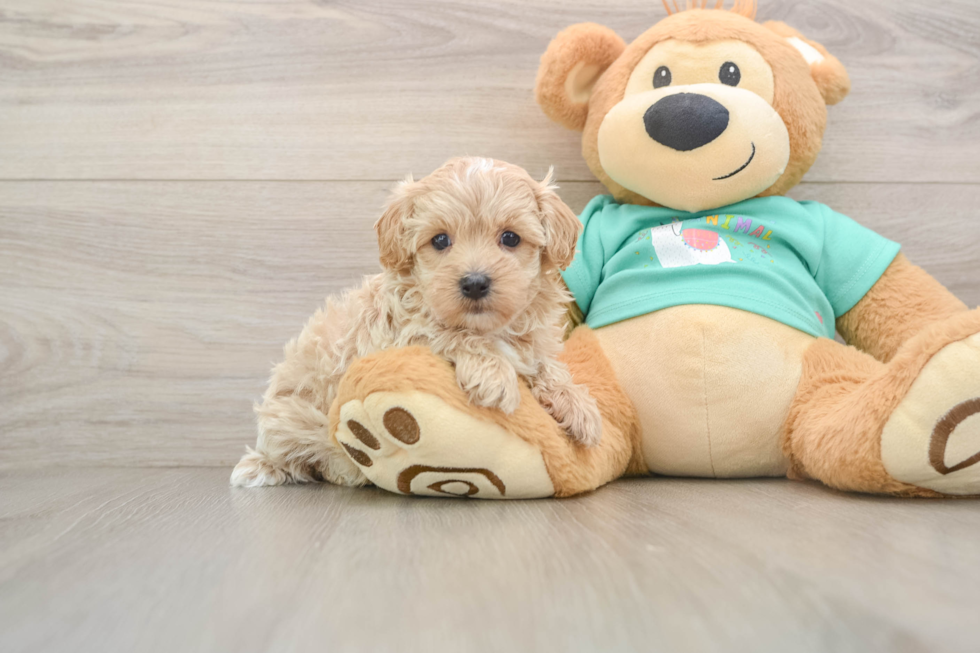 Smart Maltipoo Poodle Mix Pup