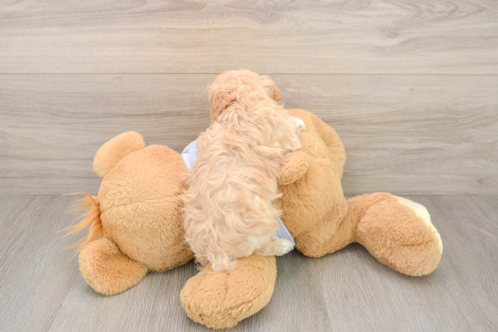 Maltipoo Puppy for Adoption