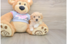 Sweet Maltipoo Baby