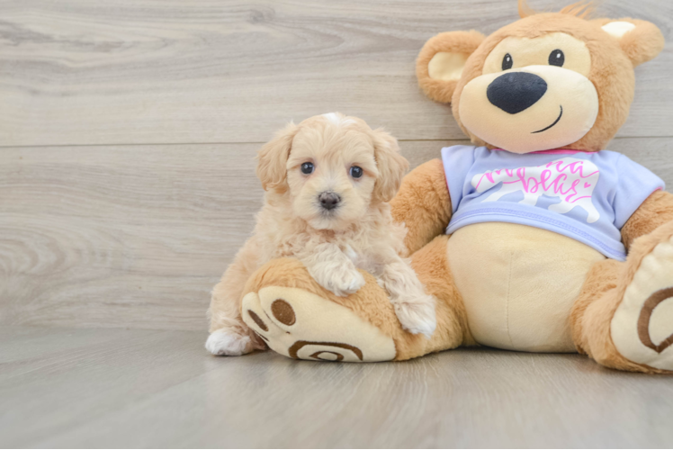 Playful Maltidoodle Poodle Mix Puppy