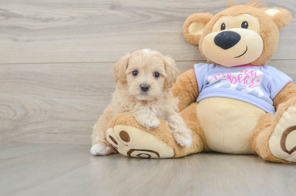 6 week old Maltipoo Puppy For Sale - Simply Southern Pups