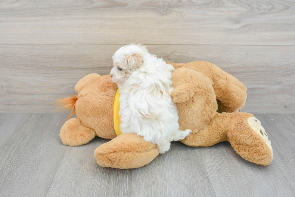 Hypoallergenic Maltepoo Poodle Mix Puppy