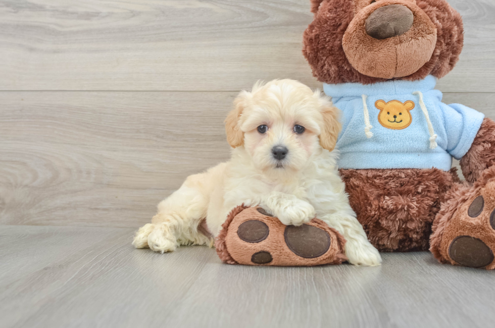 7 week old Maltipoo Puppy For Sale - Simply Southern Pups