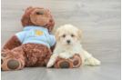 Maltipoo Puppy for Adoption