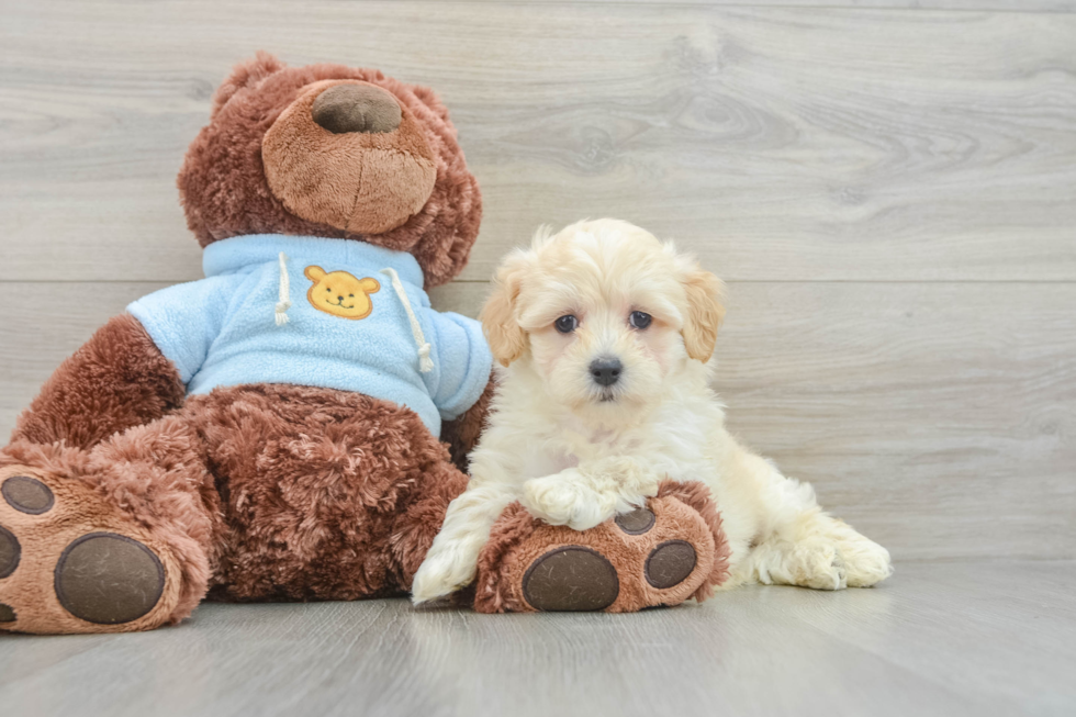 Maltipoo Puppy for Adoption