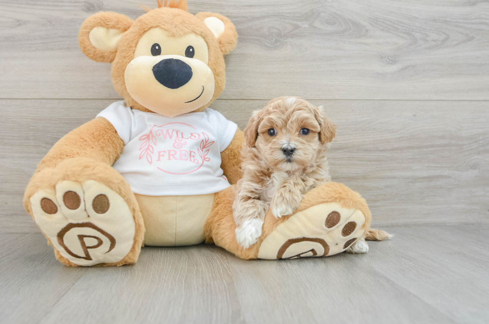 6 week old Maltipoo Puppy For Sale - Simply Southern Pups