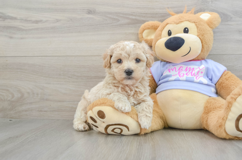 5 week old Maltipoo Puppy For Sale - Simply Southern Pups