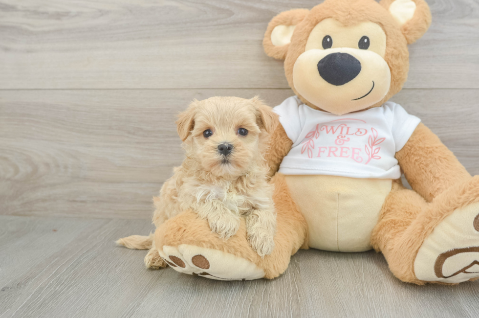 6 week old Maltipoo Puppy For Sale - Simply Southern Pups