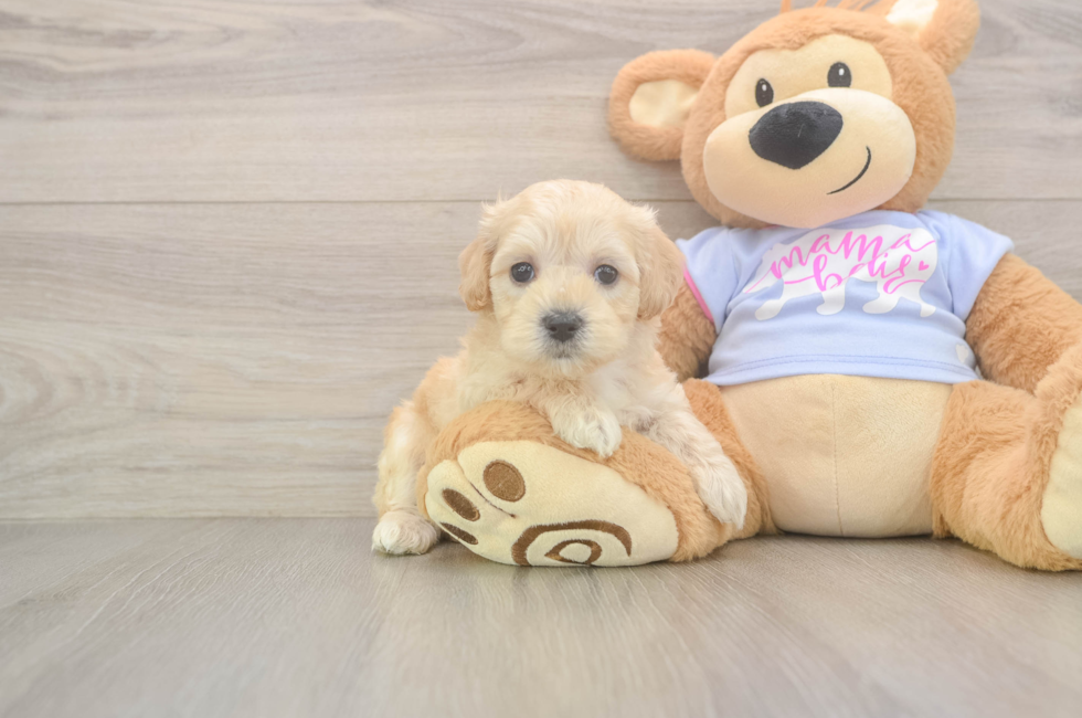5 week old Maltipoo Puppy For Sale - Simply Southern Pups