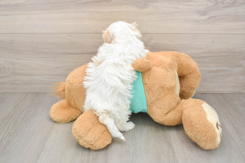 Maltipoo Pup Being Cute