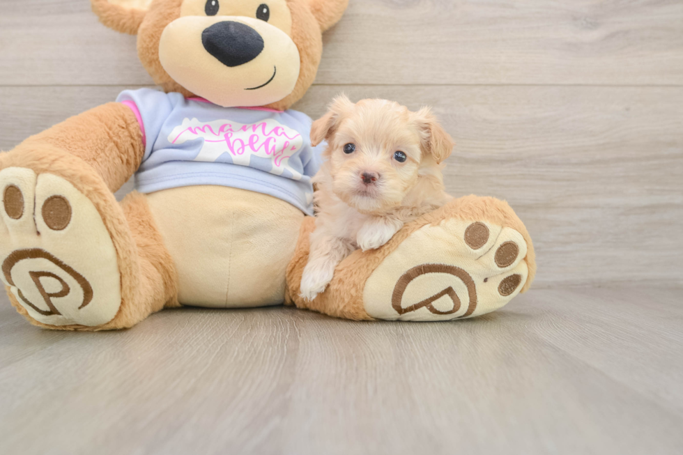Friendly Maltipoo Baby