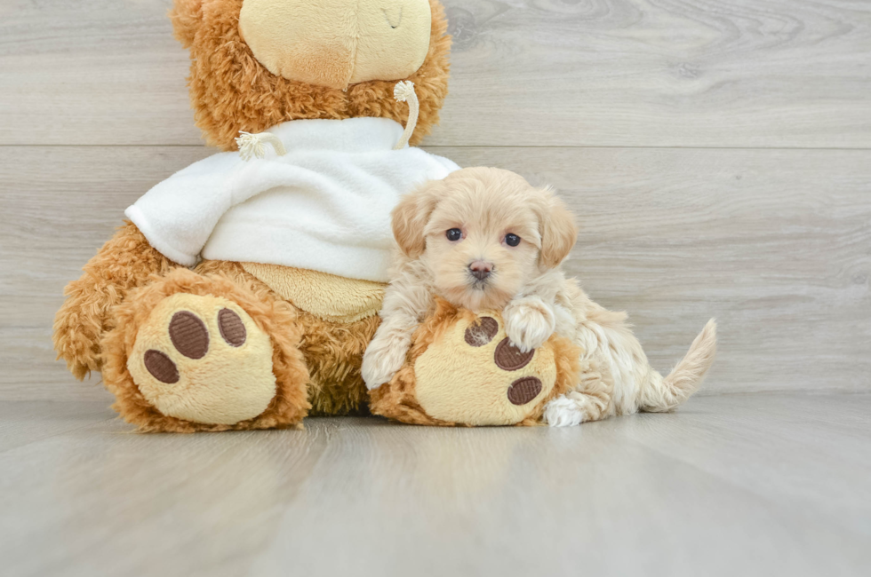 8 week old Maltipoo Puppy For Sale - Simply Southern Pups