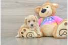 Adorable Moodle Poodle Mix Puppy