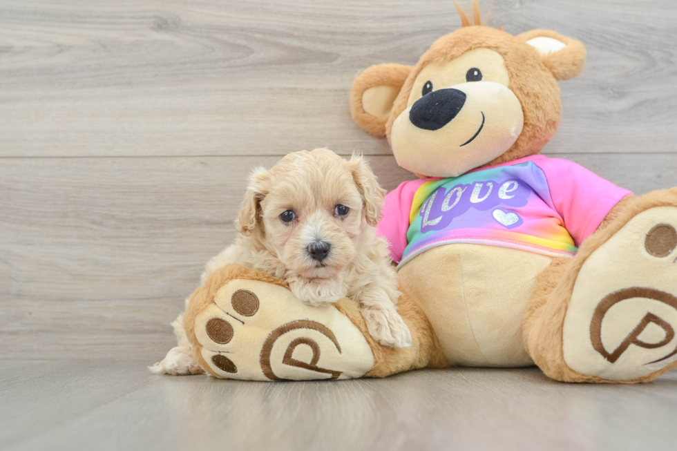 Adorable Moodle Poodle Mix Puppy