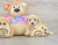 9 week old Maltipoo Puppy For Sale - Simply Southern Pups