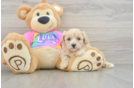 Maltipoo Puppy for Adoption