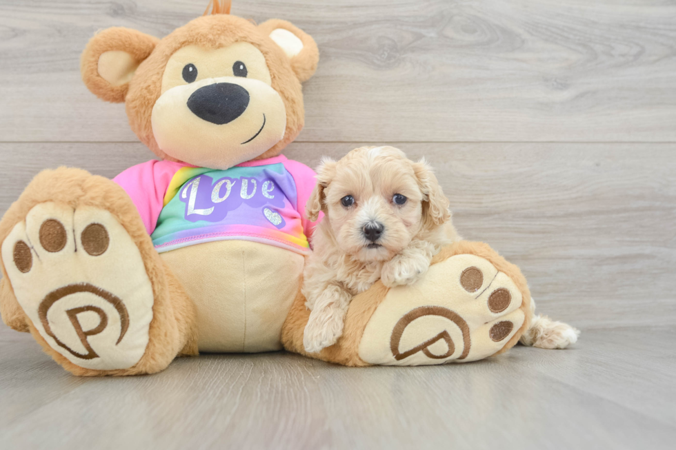 Maltipoo Puppy for Adoption