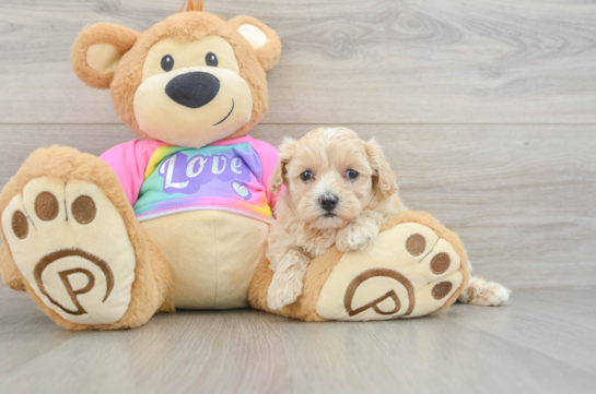 Maltipoo Puppy for Adoption