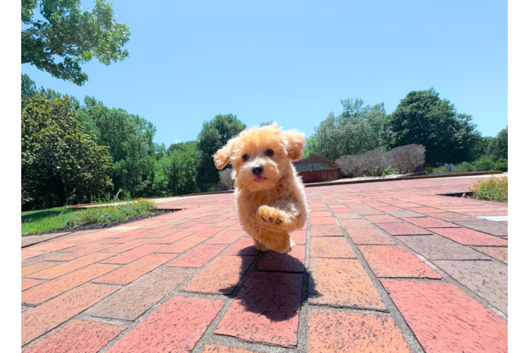Cute Maltipoo Poodle Mix Pup