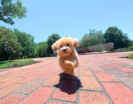 9 week old Maltipoo Puppy For Sale - Simply Southern Pups