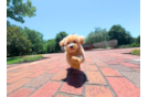 Cute Maltipoo Poodle Mix Pup