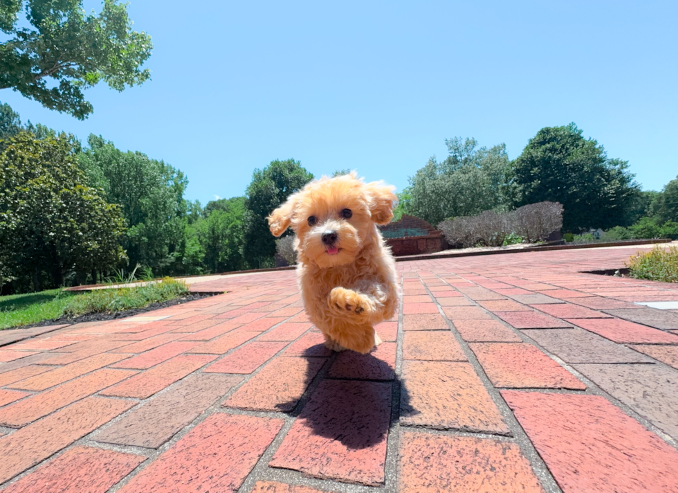Cute Maltipoo Poodle Mix Pup