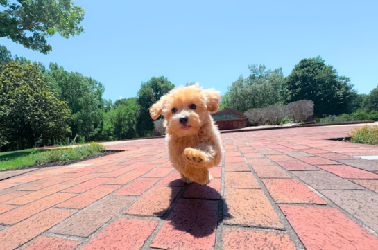 Cute Maltipoo Poodle Mix Pup