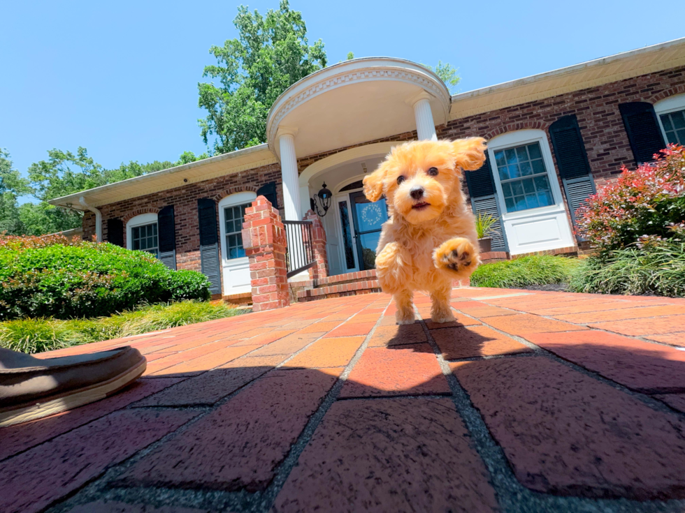 Cute Maltipoo Baby