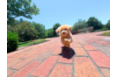 Cute Maltipoo Baby