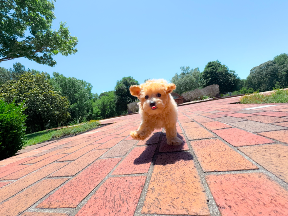 Best Maltipoo Baby