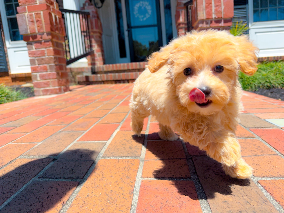 Maltipoo Puppy for Adoption