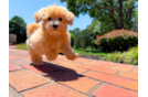 Best Maltipoo Baby