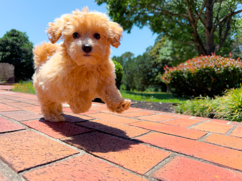 Best Maltipoo Baby