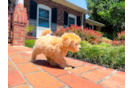 Best Maltipoo Baby