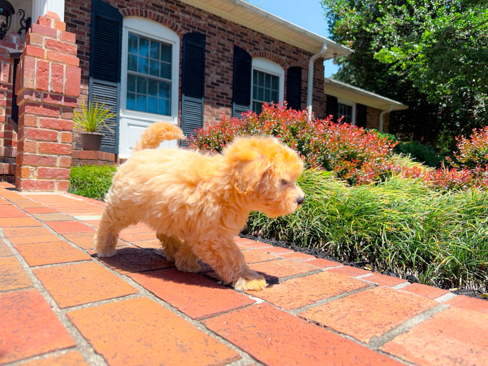 Best Maltipoo Baby