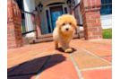 Maltipoo Puppy for Adoption