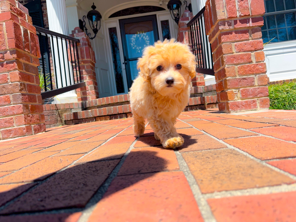 Maltipoo Puppy for Adoption