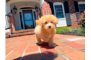 Cute Maltipoo Baby