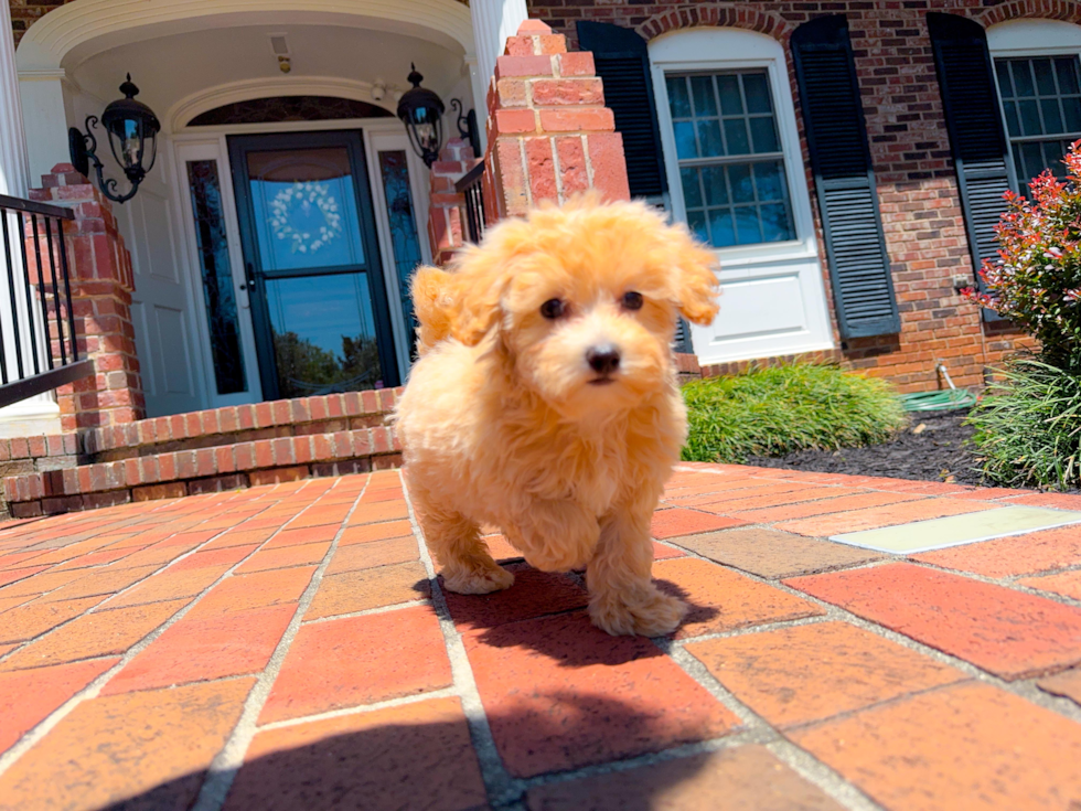 Cute Maltipoo Baby