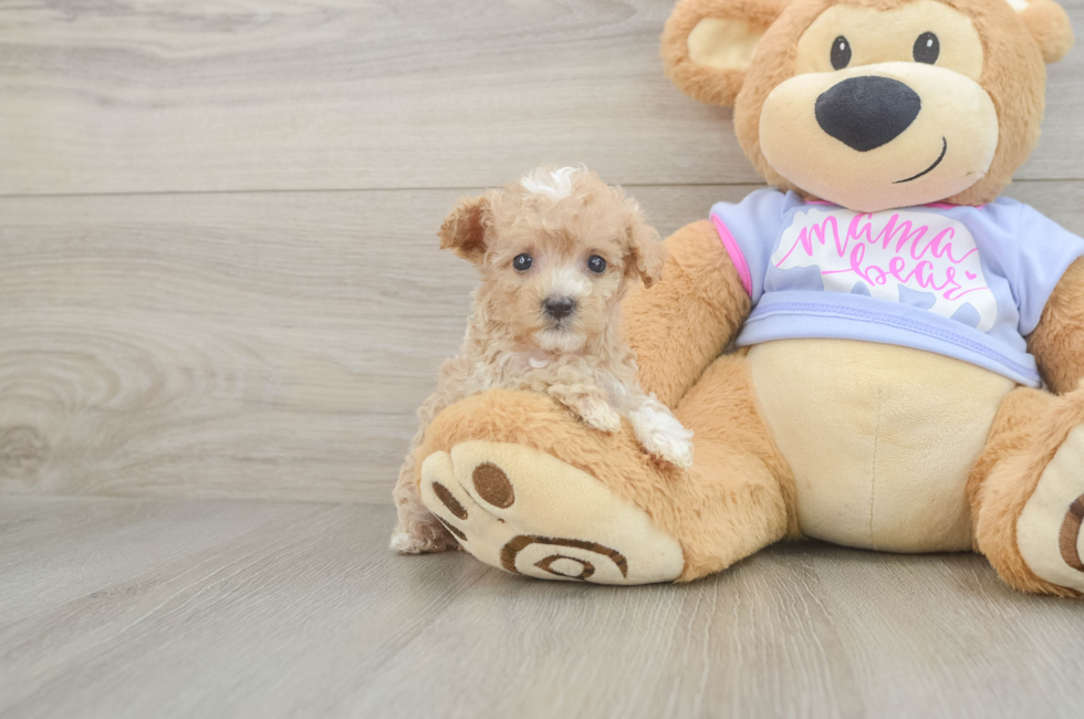 7 week old Maltipoo Puppy For Sale - Simply Southern Pups