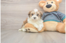 Smart Maltipoo Poodle Mix Pup