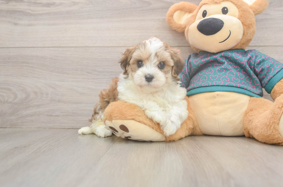 5 week old Maltipoo Puppy For Sale - Simply Southern Pups