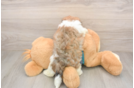Best Maltipoo Baby