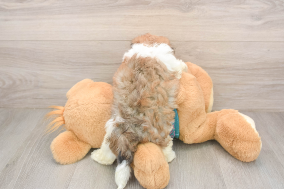 Best Maltipoo Baby